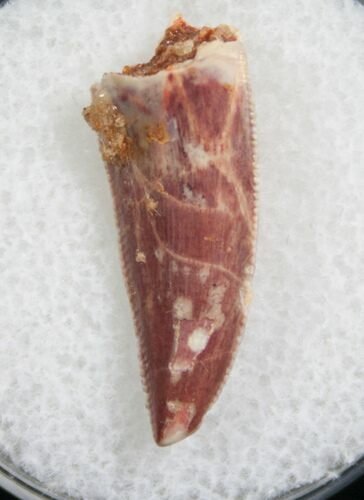 Sharply Serrated Raptor Tooth From Morocco - #7927
